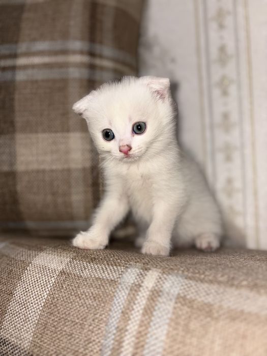 Mushuchala / Котяты