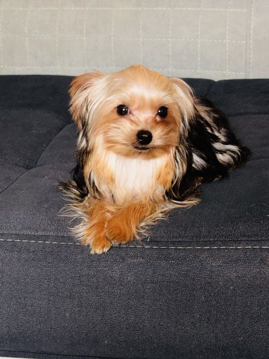 Йорширский терьер миник, бейби фейс