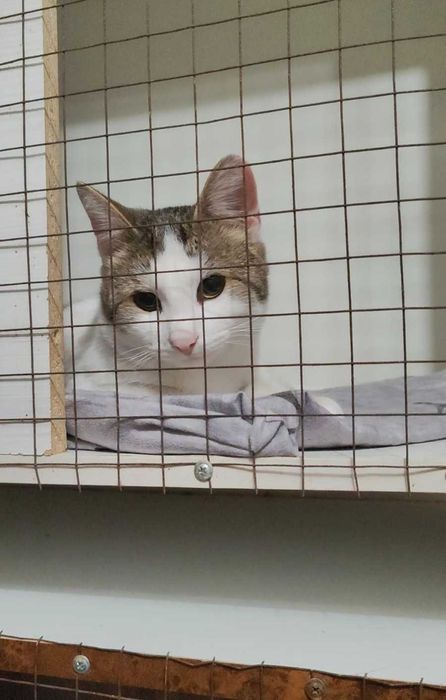 Умный котик ищет дом