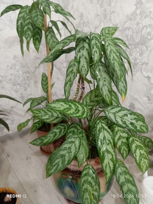 Продам комнатные цветы