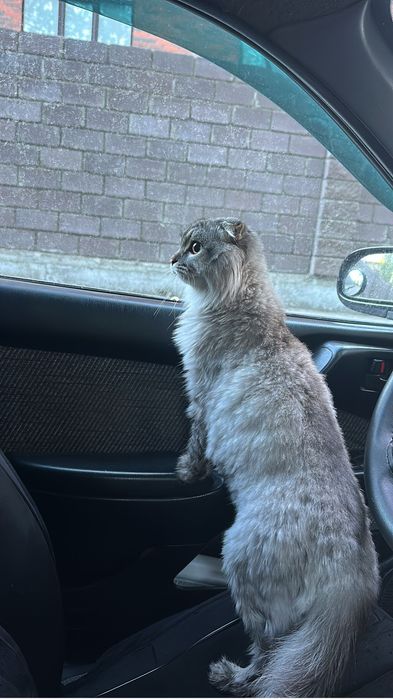 Котенка в добрые руки