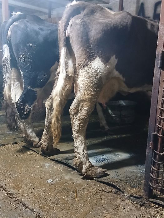 Vând 2 vaci cu lapte