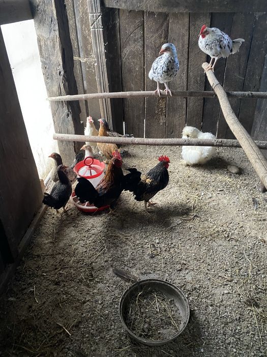 Pui de vanzare preche