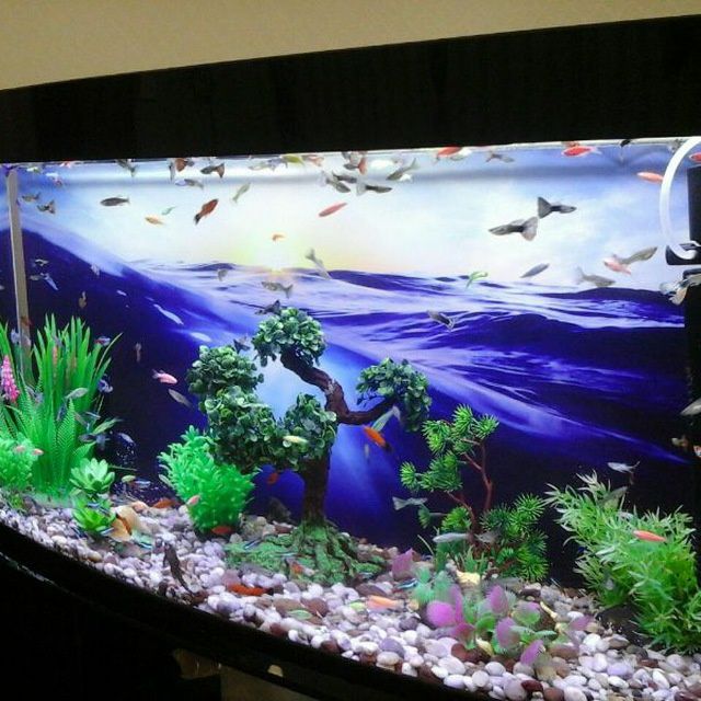 Akvarium Zakasga Yasimiza Har Xil Razmerda