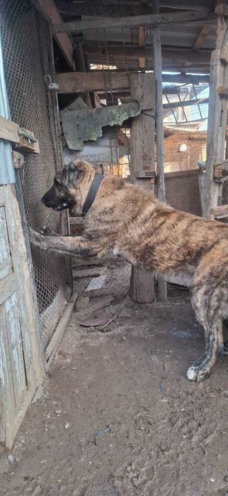 Алабай (тобет) кобель