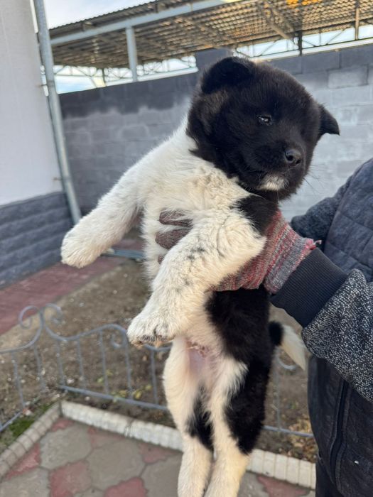 Американская Акито Ину