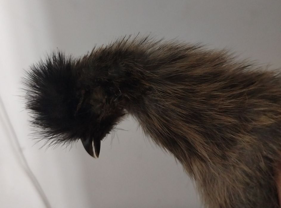 ЦЫПЛЯТА 4000тг **