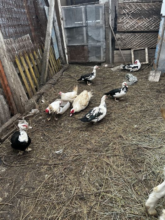 Продам семью индоуток