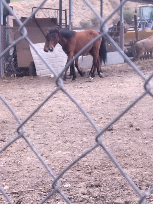 Құнан сатылады жақсы