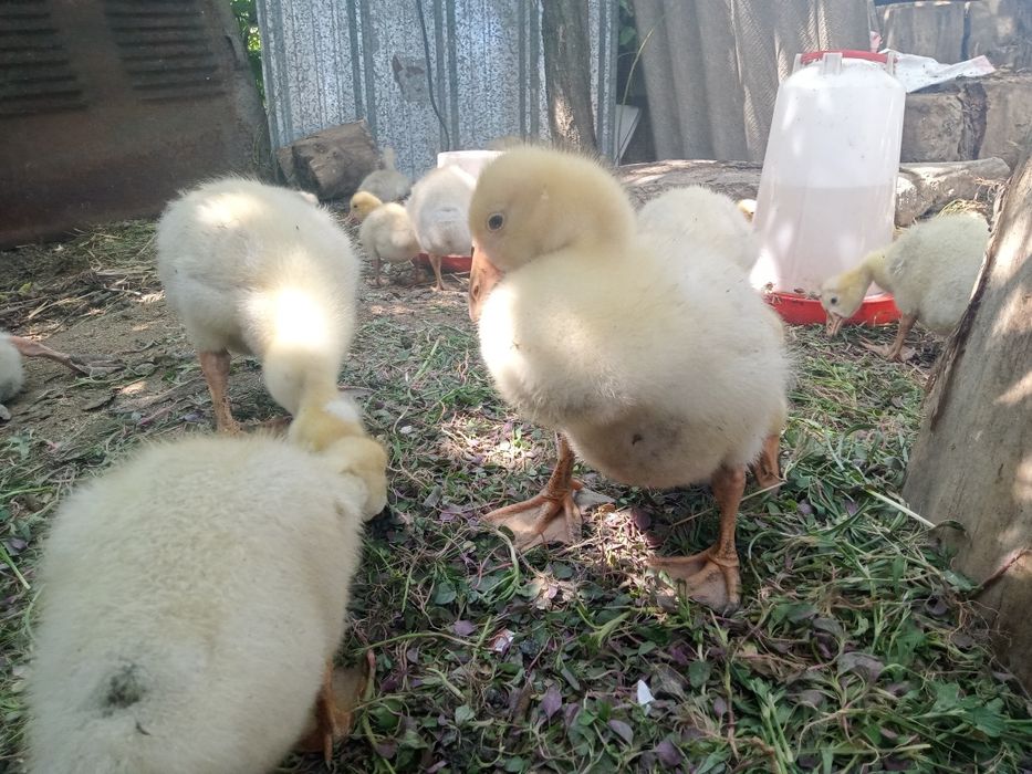 Продам гусят,3000