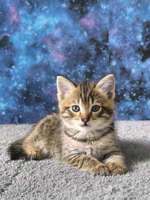 Отдам котенка мальчика