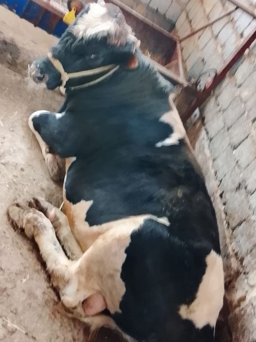 Бұқа сатылаады срочно