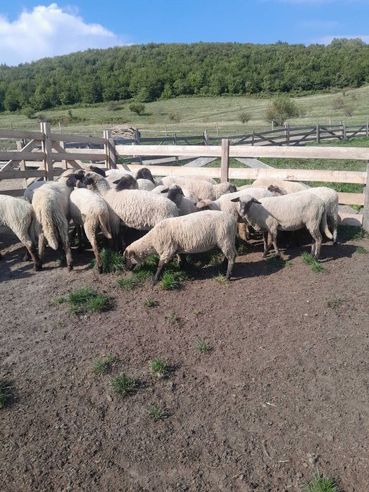 Vând oi  ( mieluțe )