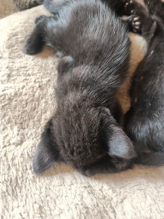 Отбасы котят бесплатно