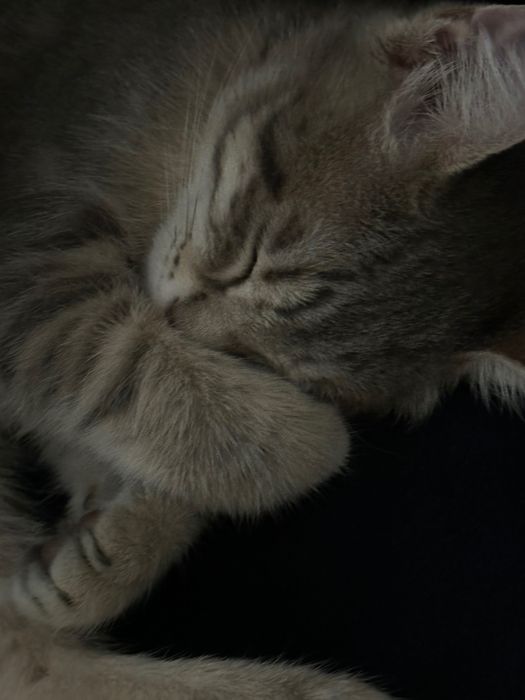Котенок, 3 месяца