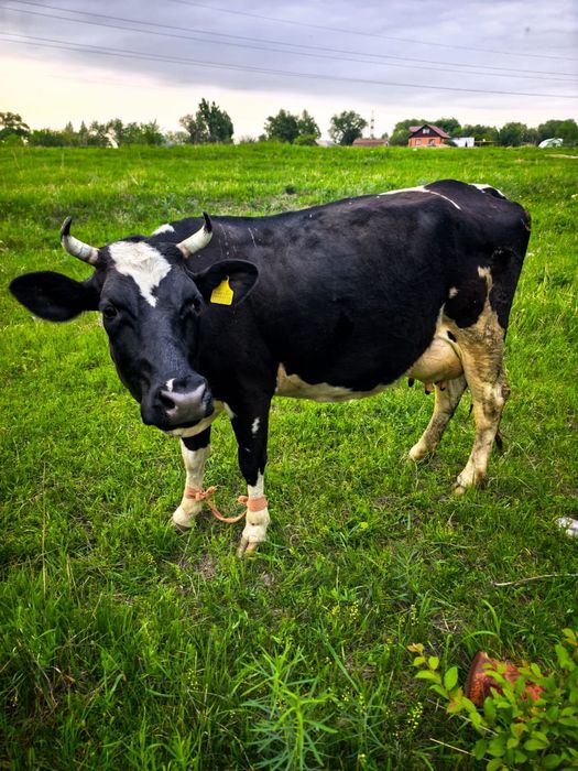 Продаю корову. Сиыр сатамын.