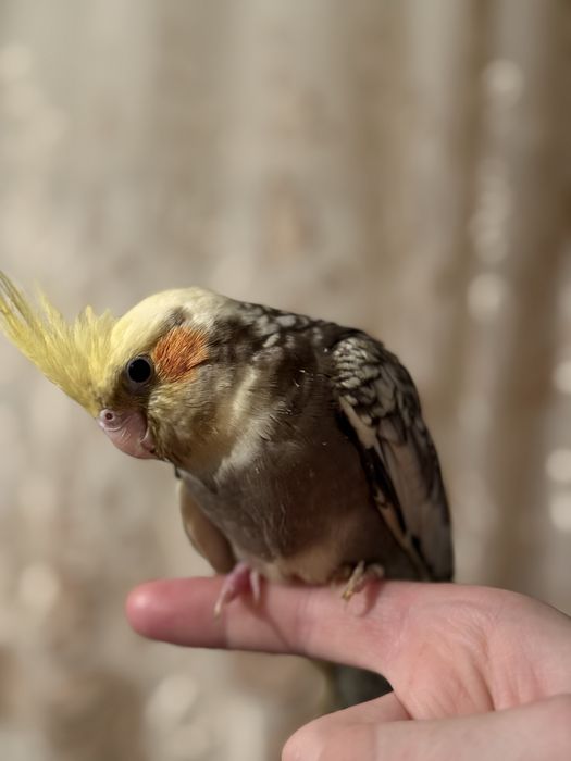 Попугай карелла торг не большой