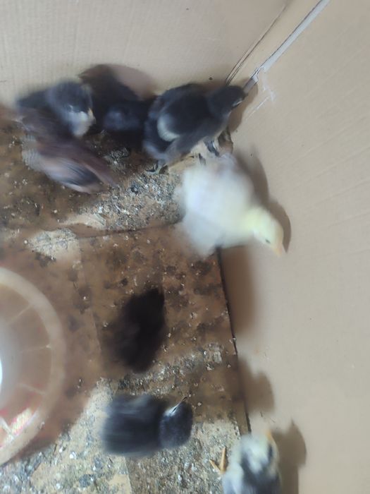 Балапандар сатылады 1к дан