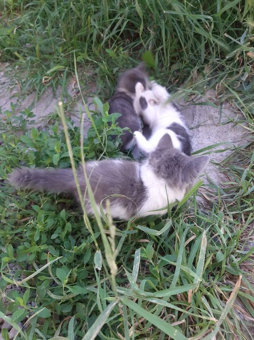 Отдам котят в добрые руки.