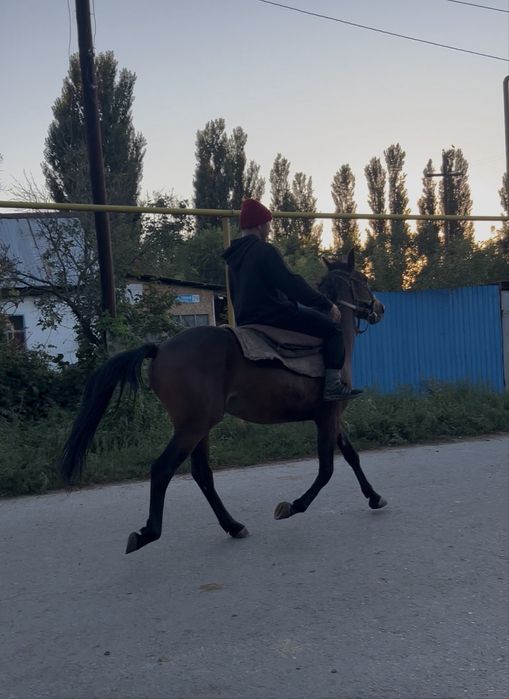 Жорға Иноходец 2 года
