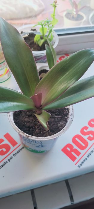 Цветы.Продам или обмен