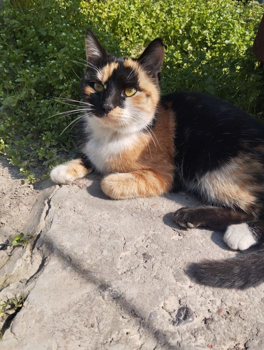 Кошка в добрые руки