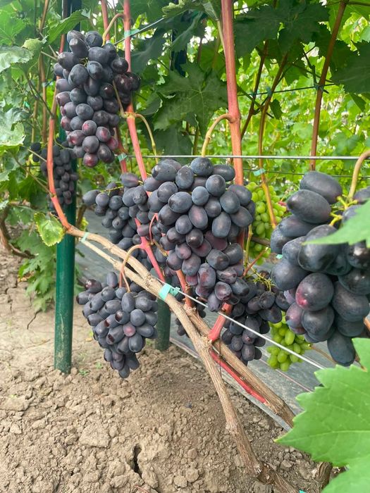 Podarok Nesvetaia vita de vie butasi anul 3