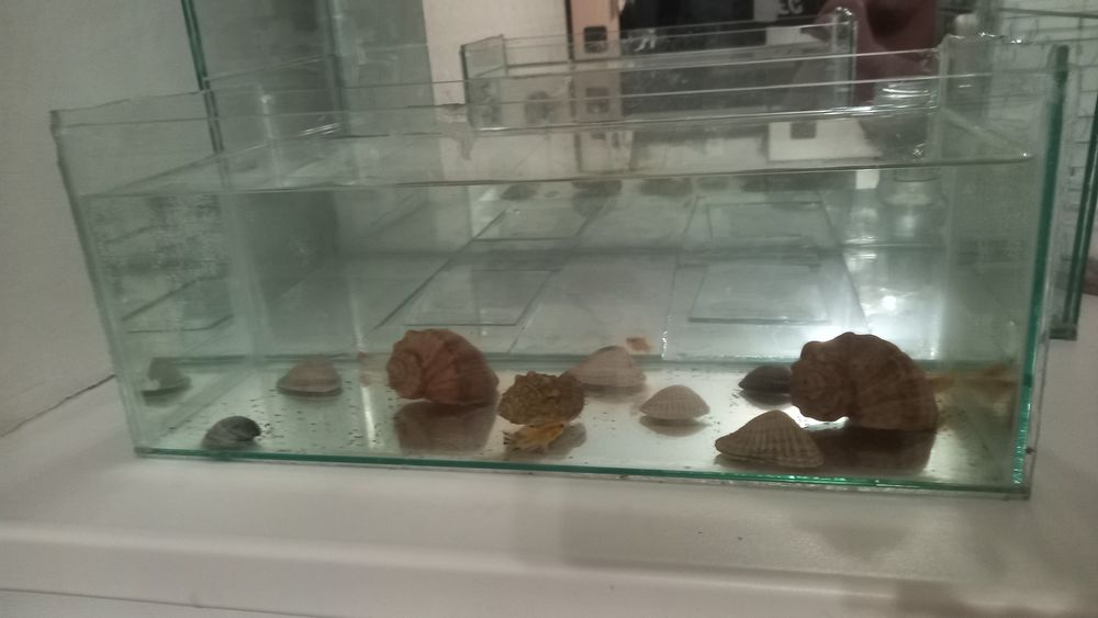 Аквариум аквариум