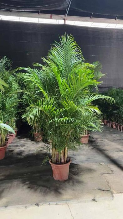 Офисные растения