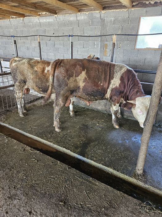 Vand vitei greutate 350kg