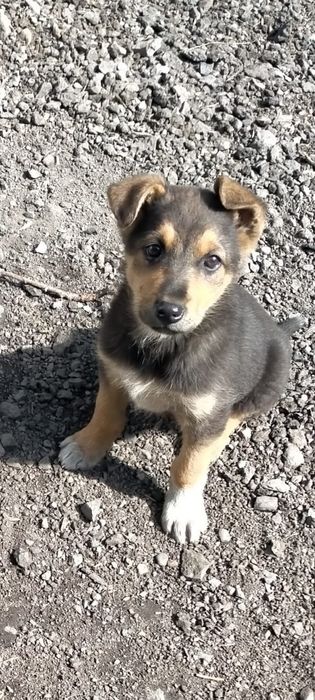 Очень милые Щенки