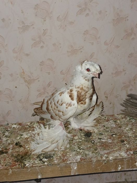 Продам голубей...
