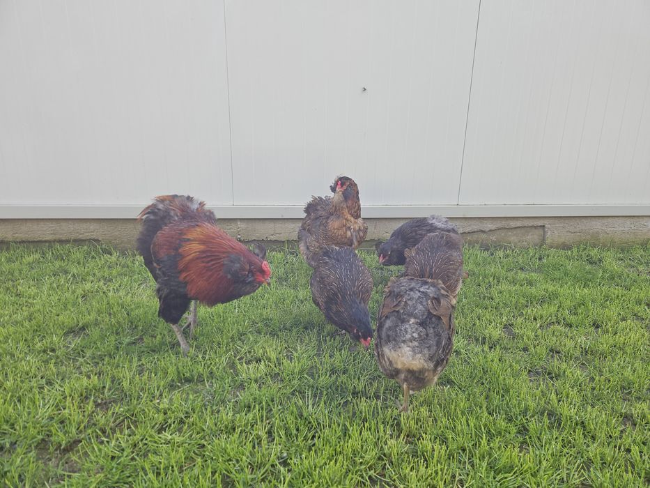 Ouă pentru incubat Araucana
