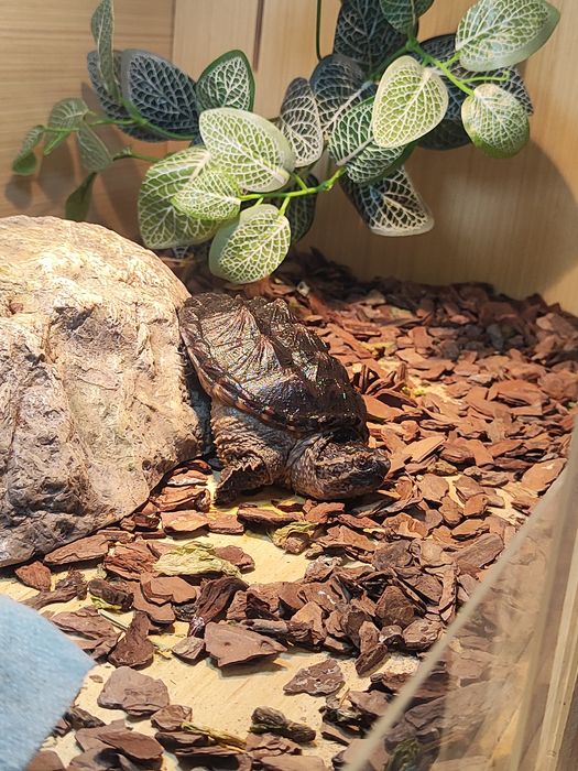 Каймановая черепаха