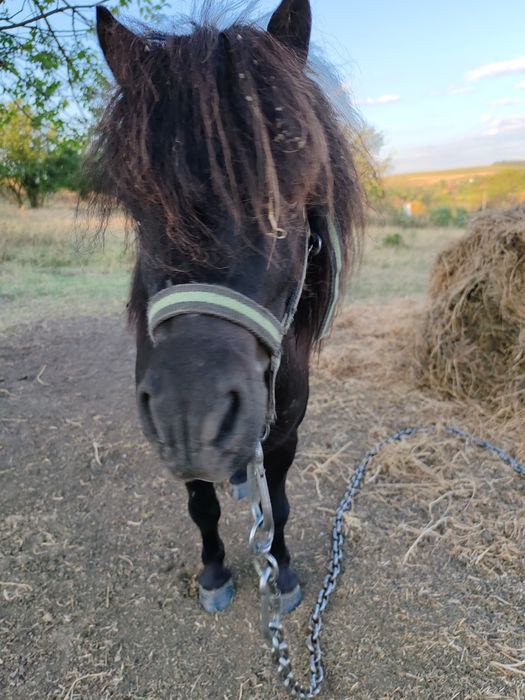 Мини Шотландско пони