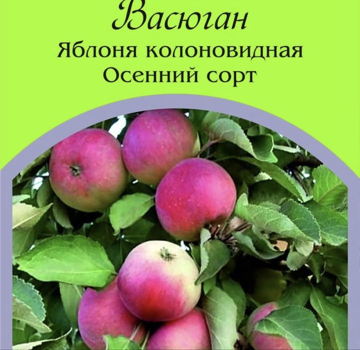 Саженцы яблони оптом