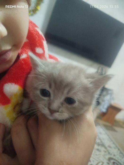Продается породистые котята