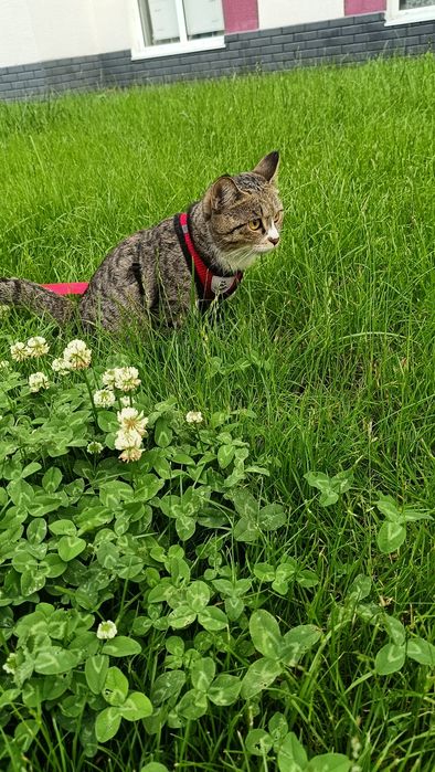 Отдам в добрые руки кошку