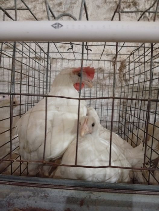 2-2.5 ойлик Ломан Сенди жужалари сотилади оптом ва донага