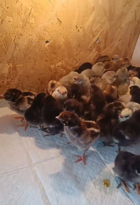 Продам Цыплят. Цены разные..