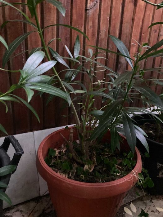 Закуми цветя в саксии 1.20-1.60