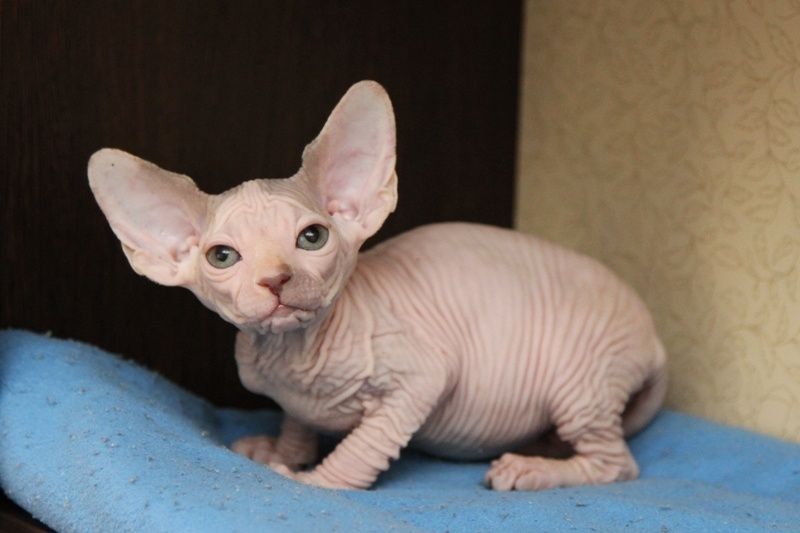 Котята канадского сфинкса