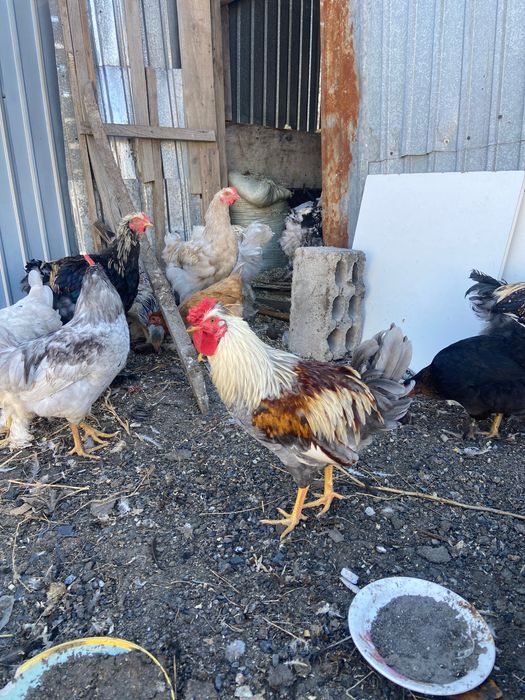 продам кур петухов