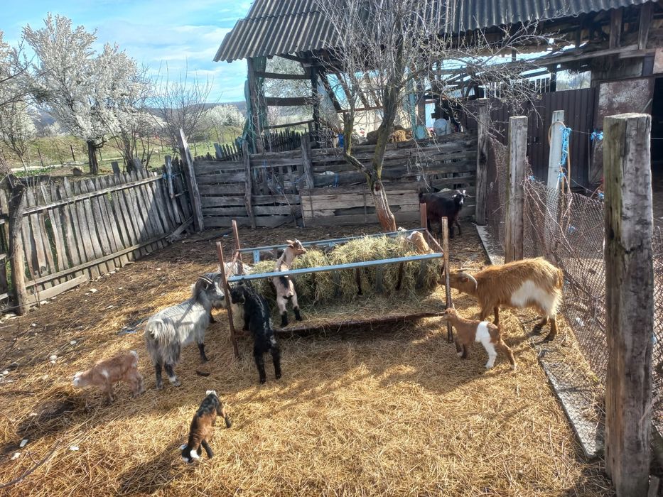 capre cu iezi de vânzare