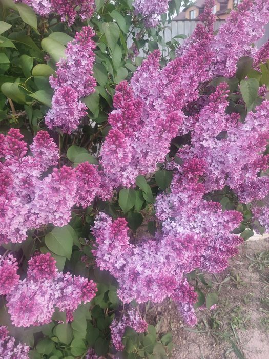 Сирень сирень сирень