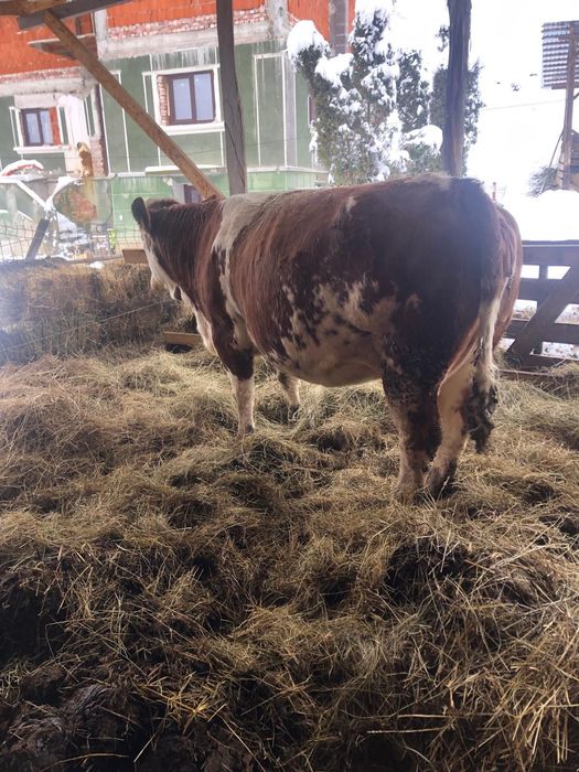 Vand vaca Balțata Romaneasca