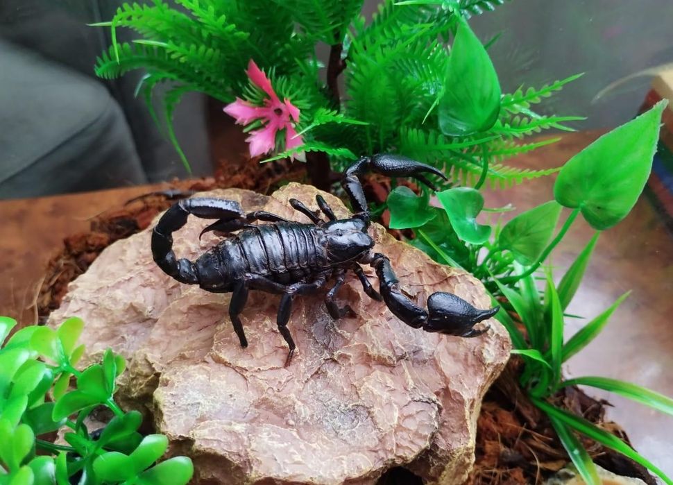 Скорпион для дома