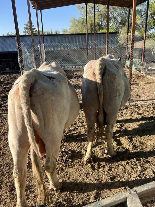 Продам быков!!! Бұқалар сатамын!!!