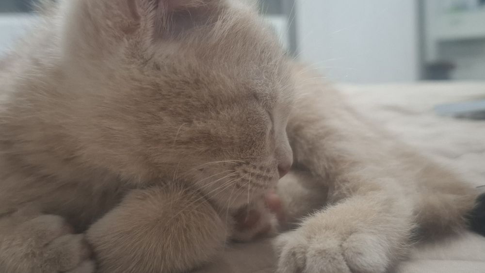 Котенок 2-3мес мальчик