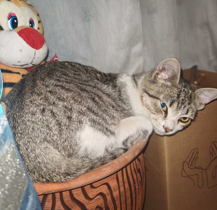 Кот подросток ищет дом